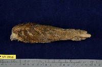 藏品(黃嘴角鴞)的圖片